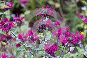 Wild Bergamot Monarda fistulosa. photo