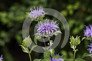 Wild Bergamot Monarda fistulosa. photo