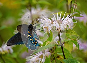 Wild Bergamot and Spicebush Swallowtail Butterfly - 2