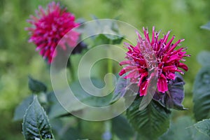 Wild bergamot, in violet red