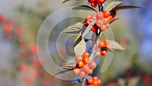 Wild berries in autumn. Dogwood Cornus is a shrub whose fruits are used in the food and medical industry and there is