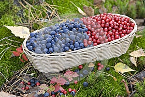 Wild berries in a basket, blueberries and lingonberries