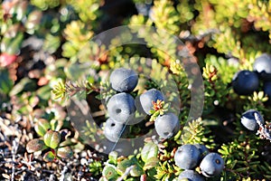 Wild berries, blueberries, Greenlandic berrya on the Arctic Circle trail