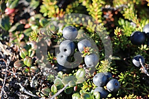 Wild berries, blueberries, Greenlandic berrya on the Arctic Circle trail