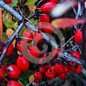 Wild berries everywhere on the paths - Corning, Upstate NY, USA