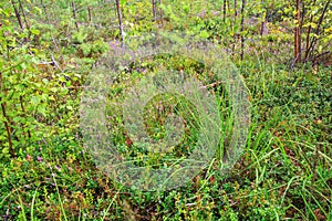 Wild berries on a green vegetative background in forest. Blueberries, lingonberries and heather in a pine forest