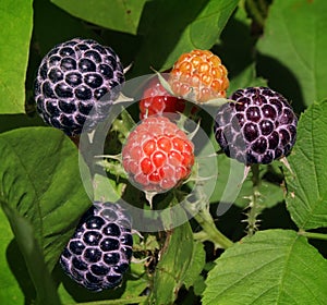 Wild Berries