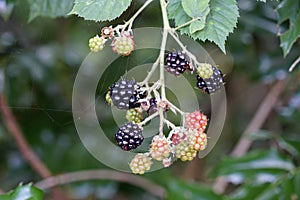 Wild berries on roadside