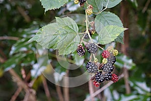 Wild berries on roadside