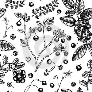 Wild berries seamless pattern in engraved style. Hand drawn forest berries - cranberry,  lingonberry, blueberry, bilberry seamless