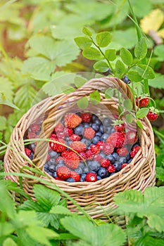 Wild berry blueberry and strawberry in a basket in grass in nature