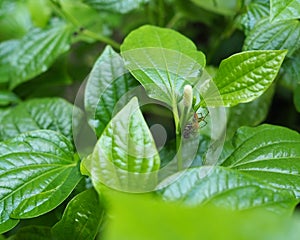 Wild Betel Leaf bush and spider with prey