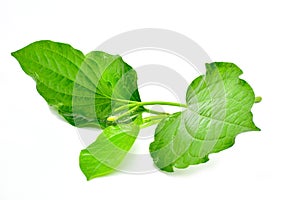 Wild Betel Leafbush isolated on white background