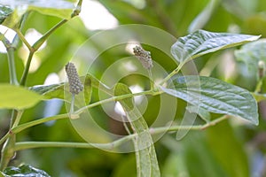 Wild Betel Leafbush or Piper sarmentosum are herbal photo
