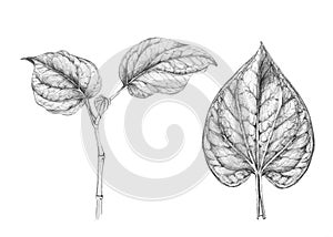 Wild betel leafbush or Piper sarmentosum roxb isolated on white background.