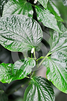 Wild Betel Leafbush , Piper sarmentosum Roxb or Piper lolot