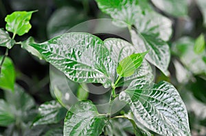 Wild Betel Leafbush , Piper sarmentosum Roxb or Piper lolot