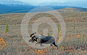 Wild Big Bull Moose