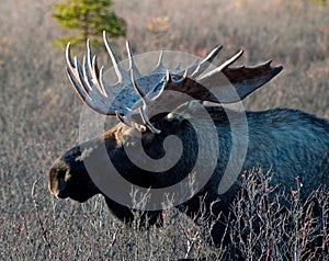 Wild Big Bull Moose