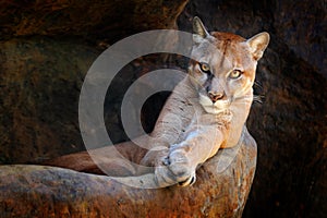 Wild big cat Cougar, Puma concolor, hidden portrait of dangerous animal with stone, USA. Wildlife scene from nature. Mountain Lion