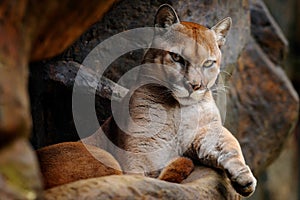 Wild big cat Cougar, Puma concolor, hidden portrait of dangerous animal with stone, USA. Wildlife scene from nature. Mountain Lion