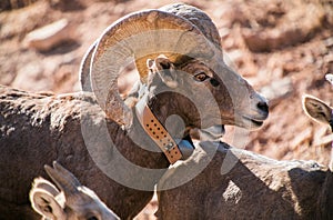 Wild  big horn sheep rams on the side of the road