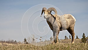 Wild Big Horn Sheep