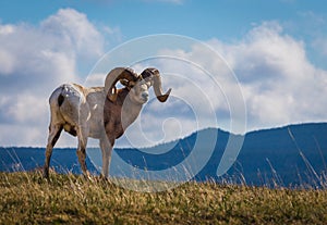 Wild Big Horn Sheep in Southern Alberta