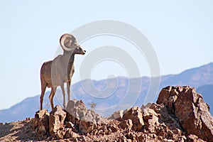 Wild Bighorn Sheep