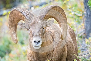 Wild Bighorn Sheep looking into camera