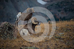 Wild Bighorn sheep Ovis canadensis Rocky Mountain Colorado