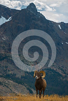 Wild Bighorn sheep Ovis canadensis Rocky Mountain Colorado