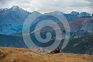 Wild Bighorn sheep Ovis canadensis Rocky Mountain Colorado