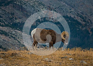 Wild Bighorn sheep Ovis canadensis Rocky Mountain Colorado