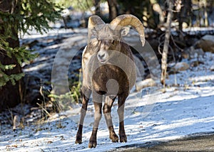 Bighorn Ram in snow. Colorado Rocky Mountain Bighorn Sheep