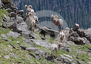 Colorado Rocky Mountain Bighorn Sheep