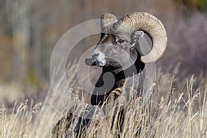 Colorado Rocky Mountain Bighorn Sheep. Bighorn ram in tall grass