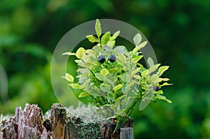 Wild bilberries on green vegetative background