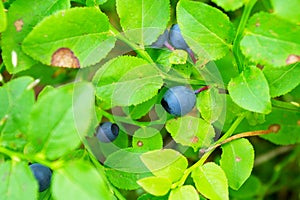 Wild bilberry fruits. Close up of bilberry berries growing on bush in the forest.