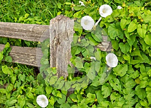 Wild bindweed with white flowers overgrowing wooden fence