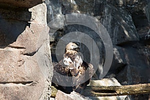 Wild bird Black griffon (black vulture)