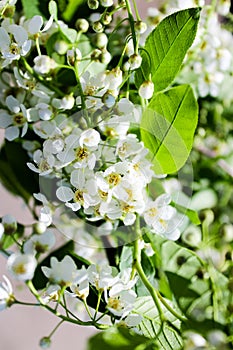 Wild Bird Cherry also known as Prunus Padus tree blossom blooming in spring. Beautiful tender flower on sunny day.