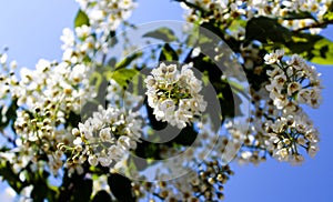 Wild Bird Cherry also known as Prunus Padus tree blossom blooming in spring. Beautiful tender flower on sunny day.