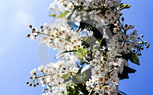 Wild Bird Cherry also known as Prunus Padus tree blossom blooming in spring. Beautiful tender flower on sunny day.