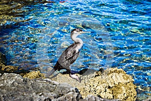 Wild bird cormorant stands on a rocky coastline against the background of the sea