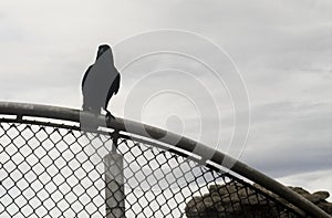 Wild bird crow black, in pinnacles Australia