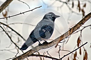 Wild bird crow