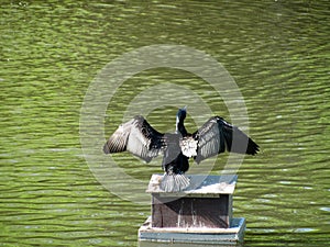 Wild bird dries its wings on the lake