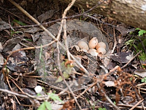 Wild bird eggs lie in a nest