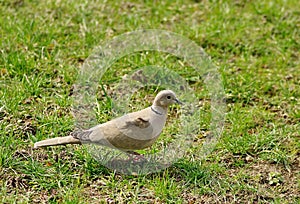 Wild bird. Eurasian collared dove. Green grass background